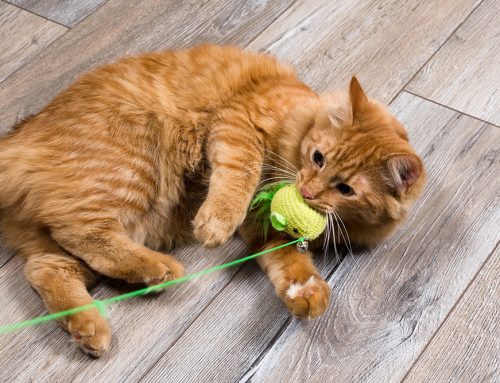 Foreign Object Ingestion: When Your Pet Swallows Something Dangerous