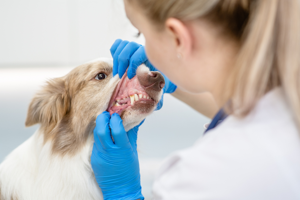 A veterinarian wearing blue gloves gently lifts a dog’s lip to examine its teeth during a dental check-up.