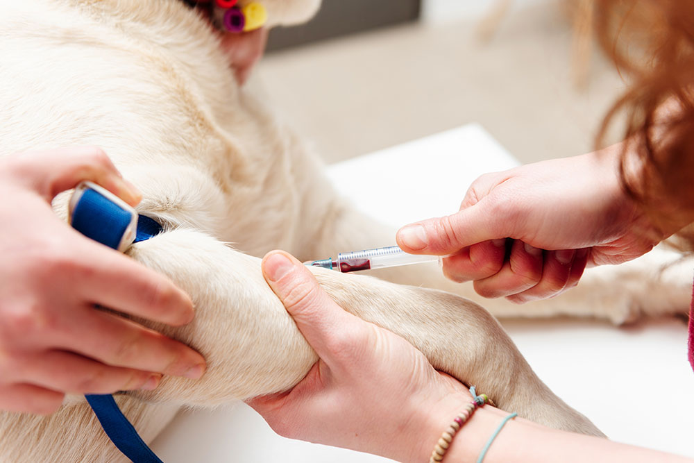 Dog receiving a vaccination at a veterinary clinic, highlighting preventive healthcare, disease prevention, routine immunizations, and lifelong pet wellness.