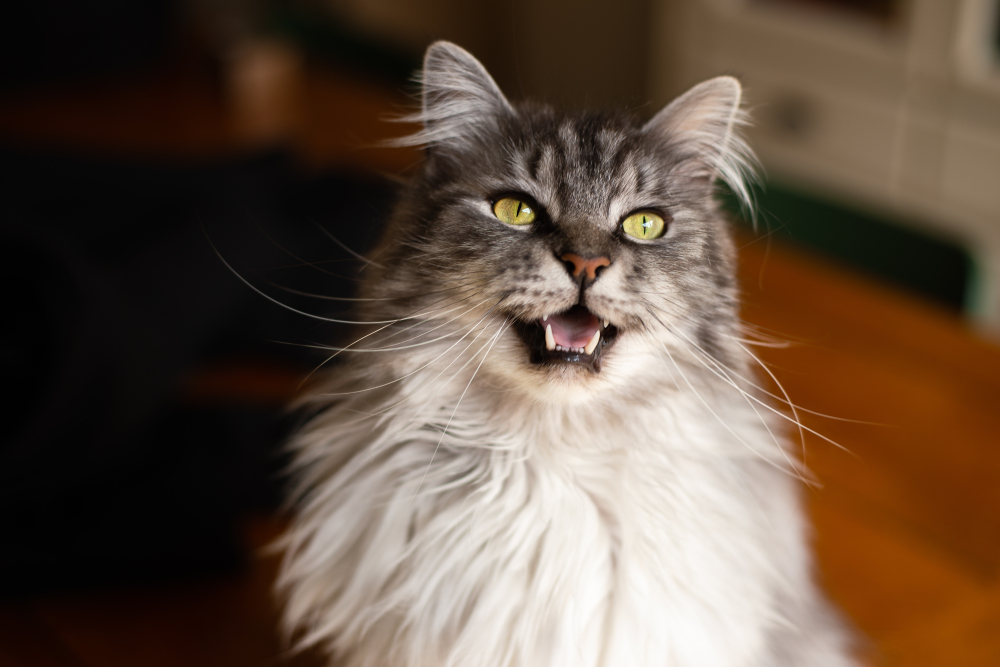 Happy Maine Coon cat with bright yellow eyes, meowing or vocalizing, illustrating common behaviors associated with excessive cat vocalization and communication.