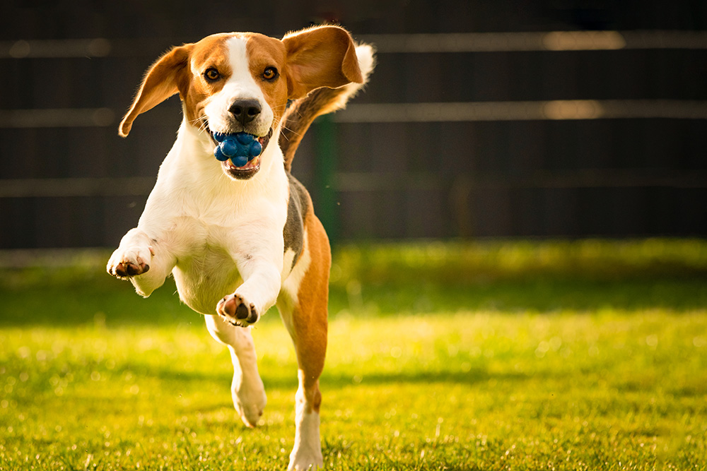 An energetic Beagle leaps through the grass with a small blue rubber ball in its mouth, highlighting how easily small toys can be accidentally swallowed or become a choking hazard during high-intensity play.