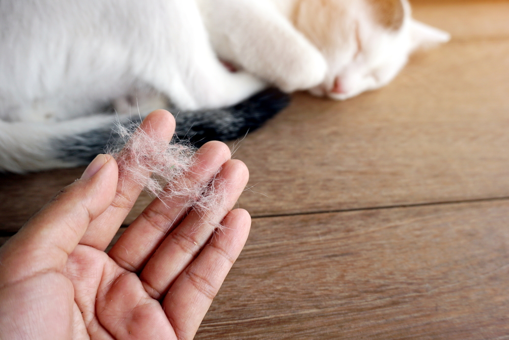 Cat shedding loose fur as part of the natural coat renewal process.
