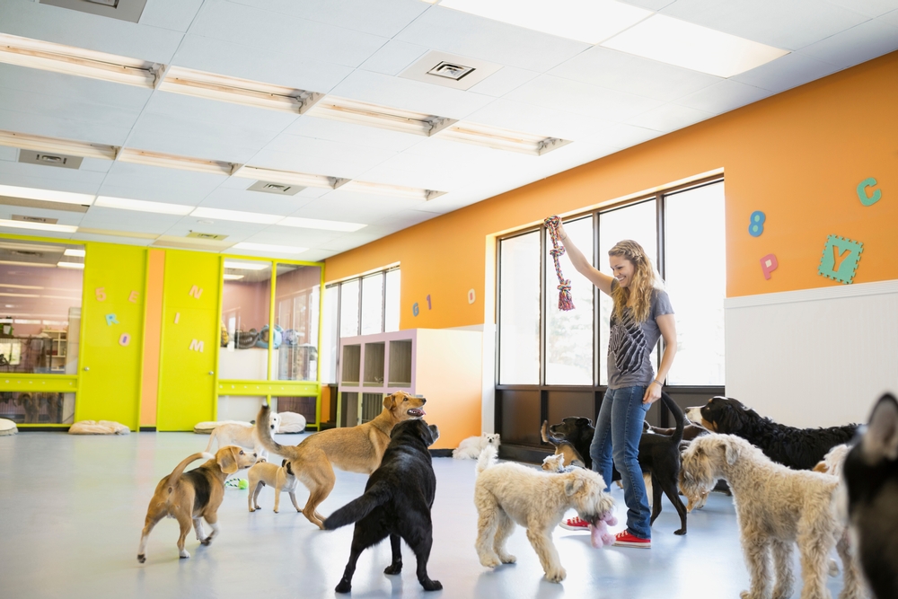 Group of dogs interacting at pet daycare, highlighting safe socialization, physical activity, mental stimulation, and professional supervision for canine well-being.